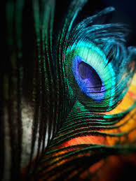 Check spelling or type a new query. Peacock 1080p 2k 4k 5k Hd Wallpapers Free Download Wallpaper Flare