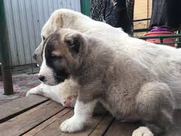 @thealabai ⬅ #alabay #dog #pitbull #cats. Central Asian Shepherd Dog For Sale In The City Of Taganrog Russian Federation Price Negotiated Announcement 6061