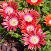 Image result for Delosperma mahonii