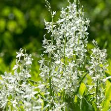 Image result for Ornithogalum