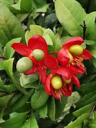 Image result for Ochna richardsiae