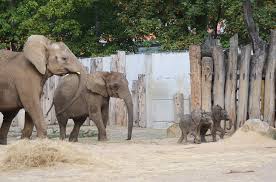 Der karlsruher zoo ist einer der ältesten und historisch bedeutendsten zoologischen gärten europas in. Zoo Du Bist Halle