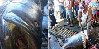 Bahkan jadi menu praktis populer untuk makan siang dan malam. Diduga Ikan Besar Ini Memakan Manusia Saat Dibelah Perutnya