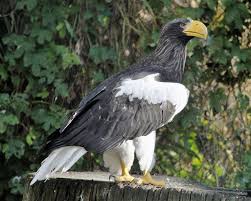 In de andesgebergte en met name in peru. Roofvogels Stellers Zeearend Stellers Zeearend Roofvogels Vogels