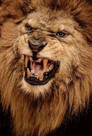What Makes A Lion S Roar So Loud And Intimidating Http Www Scienceabc Com Nature Secret Behind Lions Roar Html Lion Images Lion Pictures Lion Photography