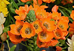 Image result for Ornithogalum pulchrum