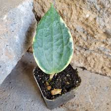 Image result for Anthonotha macrophylla