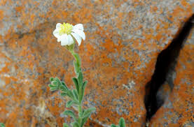 Image result for Felicia clavipilosa