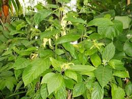Image result for Strophanthus nicholsonii