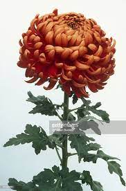 Chrysanthemum Beacon Large Reddish Orange Flower On Tall Stem Chrysanthemum Chrysanthemum Leaves Orange Flowers