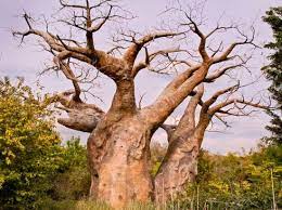 As such an iconic african tree, the baobab has a place in many traditional african stories and legends. Baobab Myths And Stories