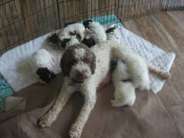 Contact ohio lagotto romagnolo breeders near you using our free lagotto romagnolo breeder search tool below! Puppies Buonamici Lagotto Romagnolo