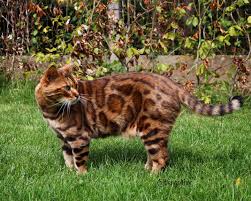 Although bengals can be naughty and loud, they are also. Thor The Bengal Home Facebook