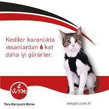 Kediler Karanlikta Insanlardan 6 Kat Daha Iyi Gorurler Winpet Yarakoruyucukorse Mutlupatiler Www Winpet Com Tr Kedi Insan Karanlik
