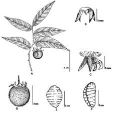 Image result for Diospyros sp. no. 1 sensu FZ