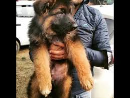 She is so loving and loves to lay with you , knows all basic. Ø°ÙˆØ¨Ø§Ù† Ø¥Ø«Ø¨Ø§Øª Ù…Ù‡Ù†Ø© Long Coat German Shepherd Puppies For Sale In India Caallenblog Com