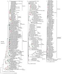 Image result for Lobelia sonderiana