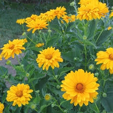 Image result for Heliopsis
