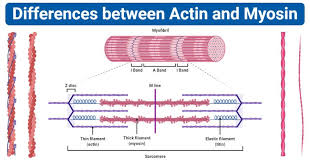14 Differences Between Actin And Myosin Actin Vs Myosin In 2020 Chemical Energy Plasma Membrane Eukaryotic Cell