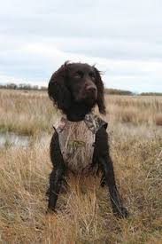Cute puppies for sale at an affordable price. 25 Boykin Spaniel Ideas Boykin Spaniel Spaniel Dogs