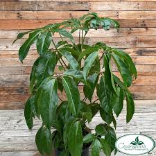 Image result for Schefflera