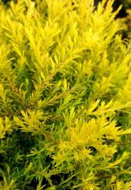 Easy care, tolerant of drought, wind and coastal conditions, it is a terrific plant for. Fisherman S Plant Sunset Gold Diosma Hirsuta Sunset Gold Dear Plants