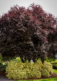 Also cut off any too high or too low. Thundercloud Purple Leaf Plum Trees For Sale The Tree Center