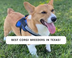 Cardigan welsh corgi b : 5 Best Corgi Breeders In Texas 2021 We Love Doodles