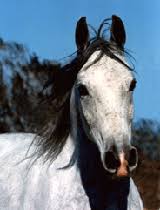 We did not find results for: Hallmark Equine Insurance Agency