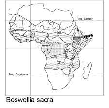 Image result for Sorindeia katangensis