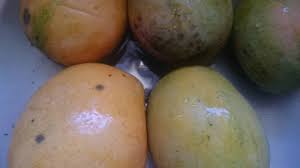 65+ Jamaican Mango Names You Probably Never Knew - Simply Local Life