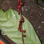 Image result for Antidesma vogelianum