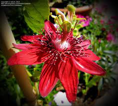 Plantfiles Pictures Passion Flower Passionflower Passion Vine Passionvine Sherry Passiflora 4 By Atisch Passion Flower Passion Vine Flowers