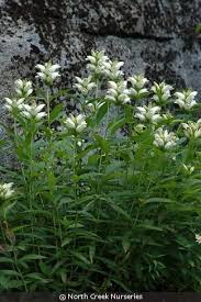 Image result for Blotiella glabra