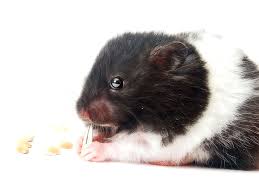 We did not find results for: Breeds About Hamsters Hamsters Guide Omlet Us