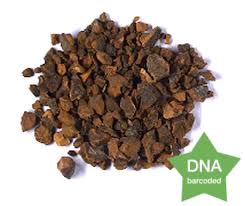 Image result for Cola clavata