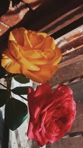 Black And Yellow Aesthetic Tumblr Rosas Roses Flowers Tumblr Fondos De Pantalla Wallpapers Y Fondo De Pantalla Amarillo Iphone Fondos De Pantalla Grandes Fondos De Pantalla Iphone Tumblr