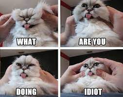 What Are You Doing You Idiot Cat Meme Cat Planet Cat Planet