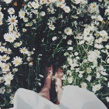 صور ورد و صور زهور من أجمل و أندر الورود من جميع أنحاء العالم مع خلفيات hd بفبوف photography flower field daisy