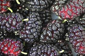 Perbedaan utama antara mulberry dan blackberry adalah bahwa mulberry adalah genus tanaman dan blackberry adalah buah dari rubus subg. Mulberry Vs Blackberry What S The Difference Ask Difference
