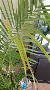 If the plant is too big to move, treat the plant indoors by spraying it with soapy water or a commercial miticide. Majesty Palm Turning Yellow Gardening Garden Diy Home Flowers Roses Nature Landscaping Hortic Majesty Palm Palm Tree Care Plant Leaves Turning Yellow