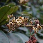 Image result for Dialium guineense