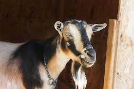 It is currently still in stores. How Much Does A Goat Cost Weed Em Reap