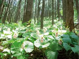 クマガイソウの里 県北 福島市 花の王国ふくしま