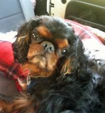 Happy tails puppies puppy mill. Happy Tail Puppy Mill Dog Adjusts To A New Life Petfinder