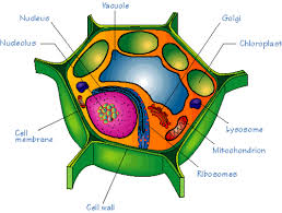 Eukaryotic cells are large and have many structural and all eukaryotes have a plasma membrane and cytoplasm, and some (plants and fungi) have a cell wall. Prokaryotic Eukaryotic Cells Includes Cell Membrane Flashcards Quizlet