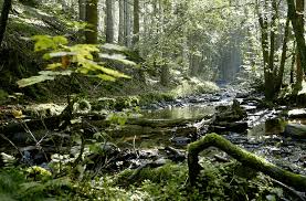 The eifel is a low mountain range in western germany and eastern belgium. Deutschland Eifel Auf Grun Reise Stuttgarter Zeitung