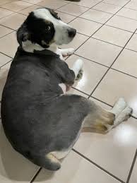 Save up to 50% on your reservation. Sabino Canyon Pet Resort 2001 N Sabino Canyon Rd Tucson Az Pet Grooming Mapquest