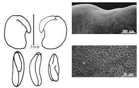 Image result for Ptycholobium contortum