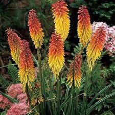 Flowering stems look like glowing pokers or torches, hence the common names. Kniphofia Red Hot Poker Seeds Irish Plants Direct